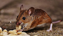 food-processing-facility-pest-control Experts in DTE Energy Brm